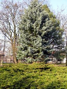 Gdańsk - Park Oliwski - ogród botaniczny