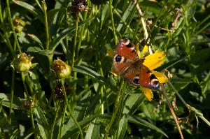 Motyl