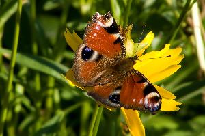 Motyl