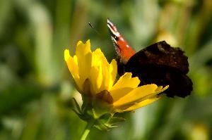 Motyl