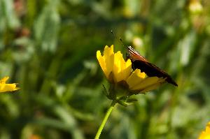 Motyl