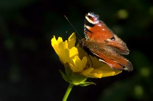 Motyl