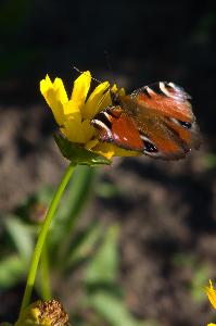 Motyl