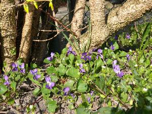 Fiołek leśny/Violaceae