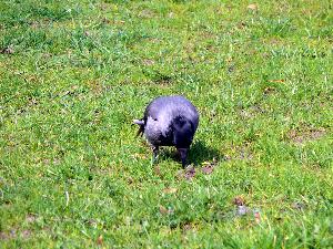 Wrona siwa/Corvus cornix