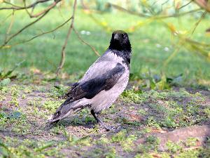 Wrona siwa/Corvus cornix