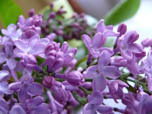 Lilak pospolity/Syringa vulgaris