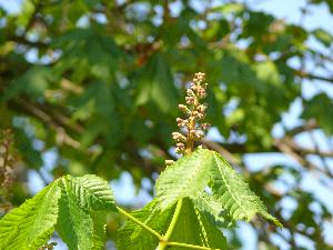 Kasztanowiec czerwony/Aesculus carnea Hayne