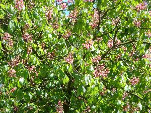 Kasztanowiec czerwony/Aesculus carnea Hayne