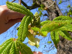 Kasztanowiec czerwony/Aesculus carnea Hayne.