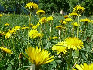 Mniszek lekarski/Taraxacum officinale.