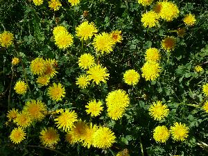 Mniszek lekarski/Taraxacum officinale.