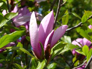 Magnolia Rosea.