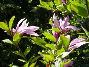 Magnolia Rosea.