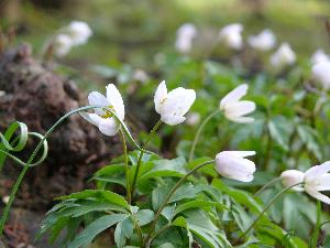 Zawilec gajowy/Anemone nemorosa.