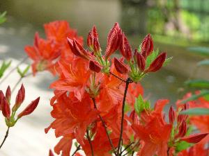 Rododendron- różanecznik.