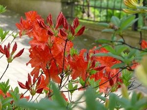 Rododendron- różanecznik.