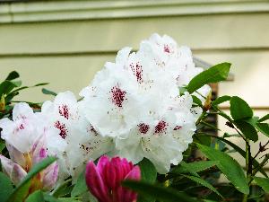 Rododendron- różanecznik.