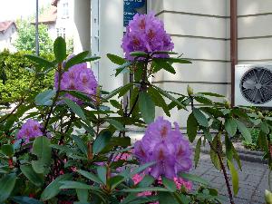 Rododendron- różanecznik.