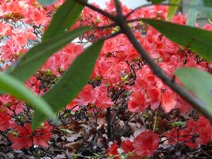 Rododendron- różanecznik.