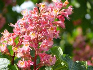 Kasztanowiec czerwony/Aesculus carnea Hayne.