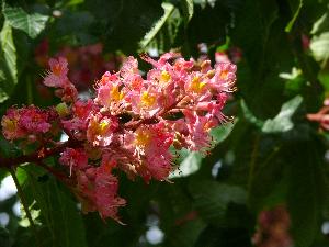 Kasztanowiec czerwony/Aesculus carnea Hayne.