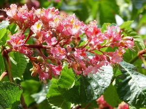 Kasztanowiec czerwony/Aesculus carnea Hayne.