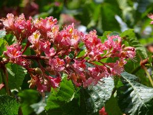 Kasztanowiec czerwony/Aesculus carnea Hayne