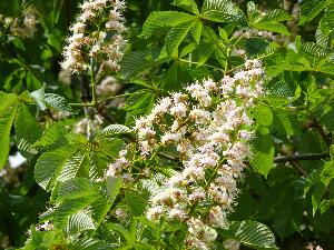 Kasztanowiec zwyczajny/Aesculus hippocastanum