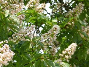 Kasztanowiec zwyczajny/Aesculus hippocastanum