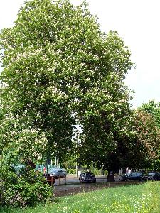 Kasztanowiec zwyczajny/Aesculus hippocastanum