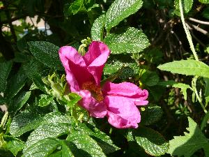 Dzika róża/Rosa canina