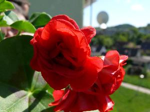 Pelargonia/Pelargonium L