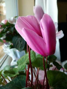 Cyklamen/Cyclamen persicum Miller.