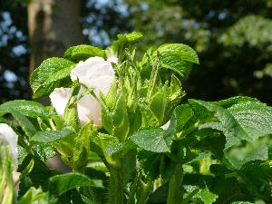 Dzika róża/Rosa canina