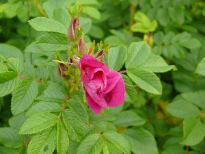 Dzika róża/Rosa canina