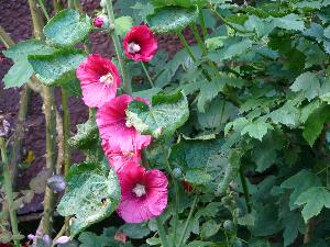 Malwa/Alcea L