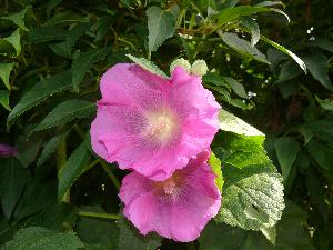 Malwa/Alcea L.