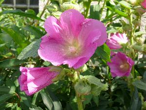 Malwa/Alcea L.