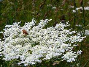 Anyżek/Pimpinella anisum L.