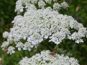 Anyżek/Pimpinella anisum L.