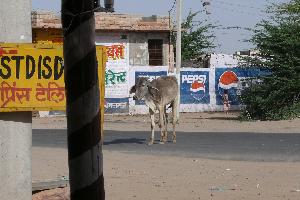 Krowa na drodze przez Rajasthan