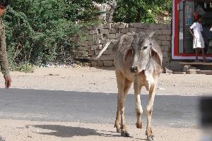 Krowa na drodze przez Rajasthan