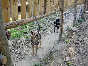 Schronisko dla zwierząt "TARA"