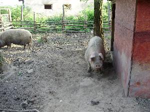 Schronisko dla zwierząt "TARA"