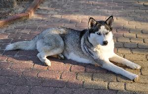 Husky