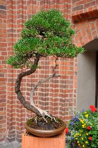 Drzewko Bonsai