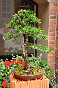 Drzewko Bonsai