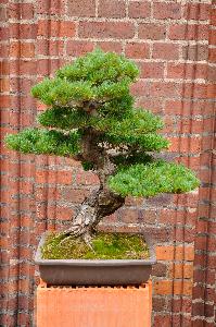 Drzewko Bonsai