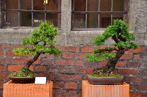 Drzewko Bonsai